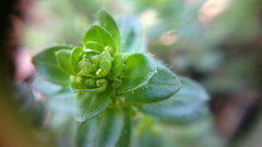 Cruciata