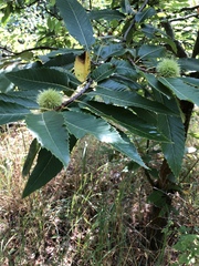 Castanea sativa
