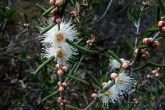 Hypocalymma angustifolium