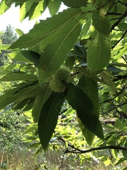 Castanea sativa
