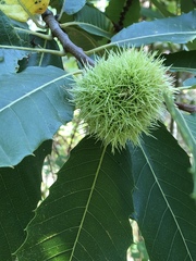 Castanea sativa
