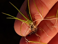 Juncus pelocarpus