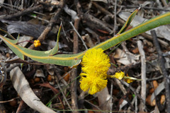 Acacia willdenowiana
