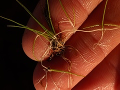 Juncus pelocarpus