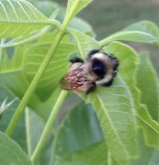 Bombus rufocinctus