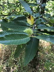 Castanea sativa