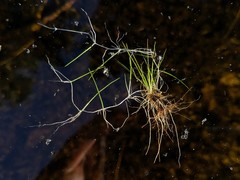 Juncus pelocarpus