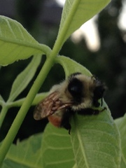 Bombus rufocinctus