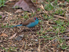 Uraeginthus bengalus