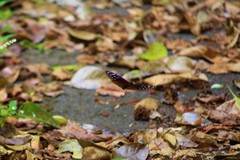 Euploea mulciber basilissa