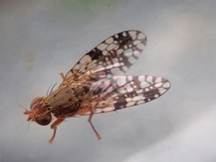 Tephritis matricariae