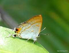 Hypolycaena thecloides