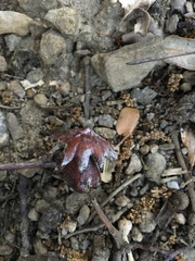 Andricus dentimitratus