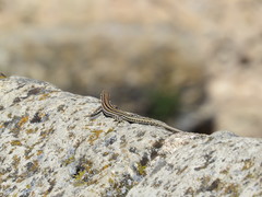 Podarcis guadarramae guadarramae