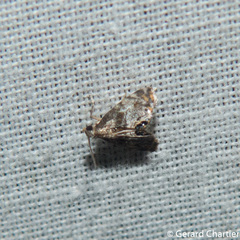 Paracataclysta fuscalis