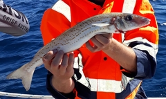 Sillaginodes punctatus