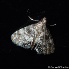 Paracataclysta fuscalis