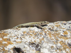 Podarcis guadarramae