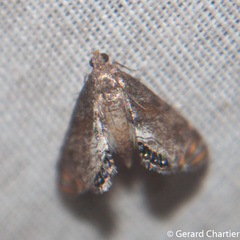 Paracataclysta fuscalis