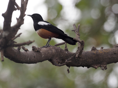 Thamnolaea cinnamomeiventris