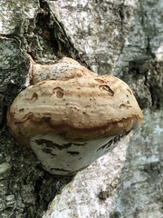 Fomes fomentarius