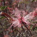 Calliandra eriophylla - Photo (c) Sophia Winitsky, μερικά δικαιώματα διατηρούνται (CC BY-NC), uploaded by Sophia Winitsky