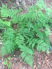 Dryopteris campyloptera