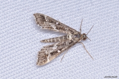 Diasemiopsis ramburialis