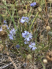 Jasione montana