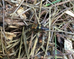 Etorofus obliteratus