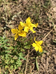 Hypericum perforatum