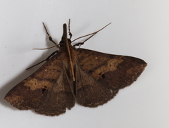 Oxaenanus brontesalis