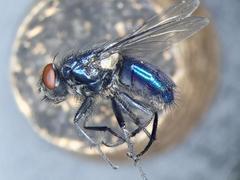 Protocalliphora azurea
