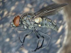 Haematobosca stimulans
