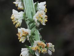 Reseda barrelieri