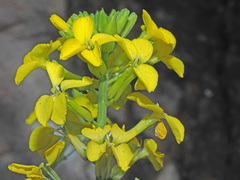 Erysimum nevadense rondae