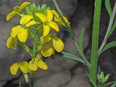 Erysimum nevadense rondae