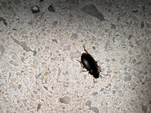 Strawberry Seed Beetle photo 6
