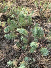 Euphorbia cyparissias