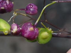Contarinia nasturtii