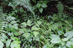 Osmorhiza aristata