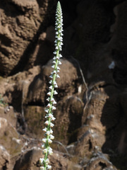 Reseda barrelieri