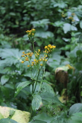 Caucasalia macrophylla