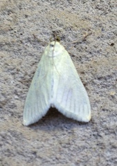 Sitochroa palealis