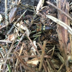 Etorofus obliteratus