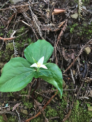 Trillium ovatum ovatum