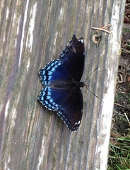 Limenitis arthemis astyanax