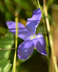 Gentianopsis simplex
