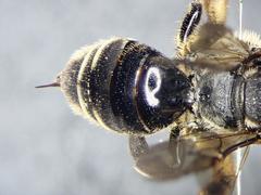 Macropis europaea