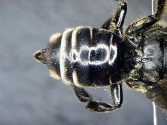 Macropis europaea